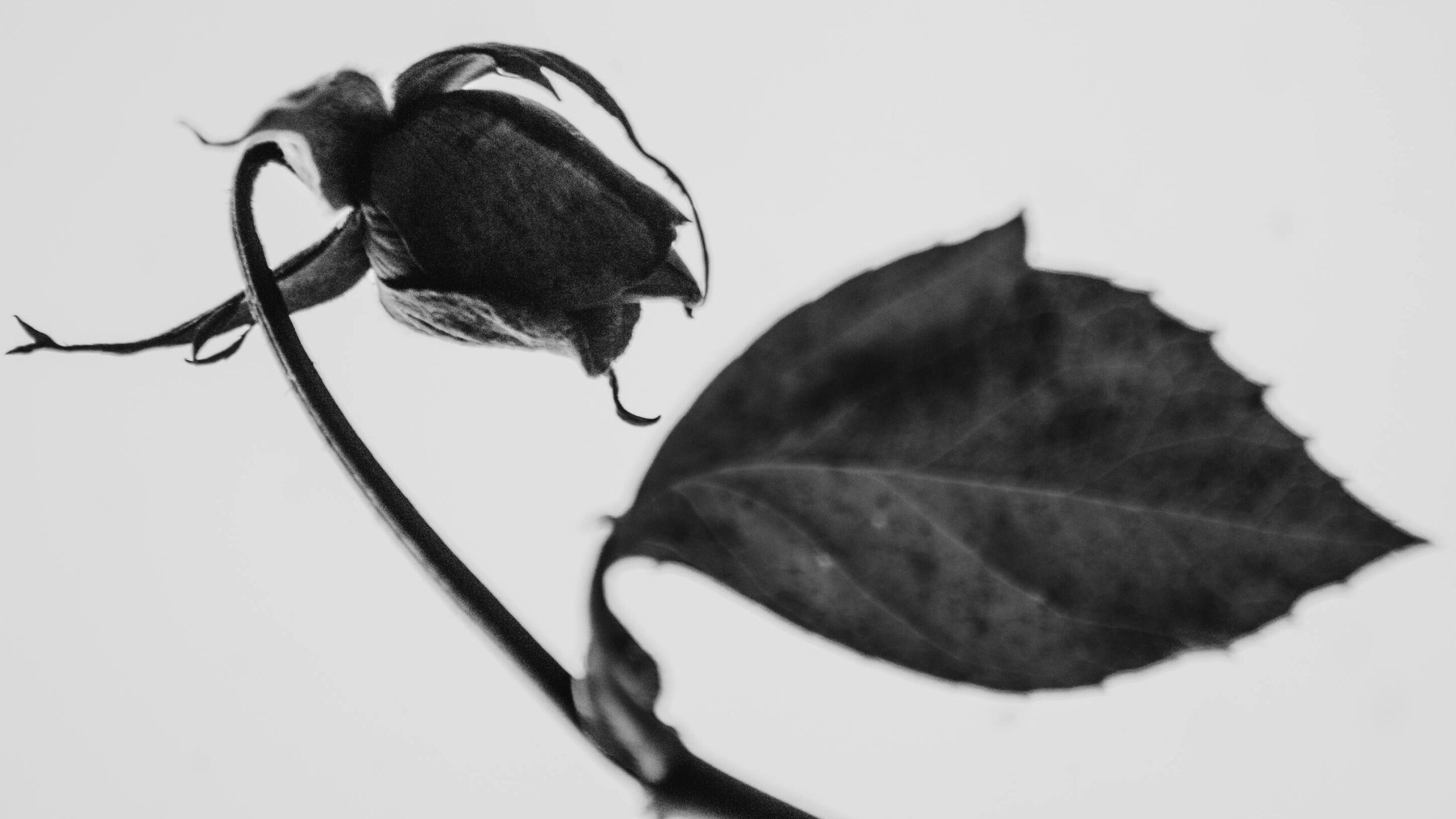 a black-and-white photo of a dead rose