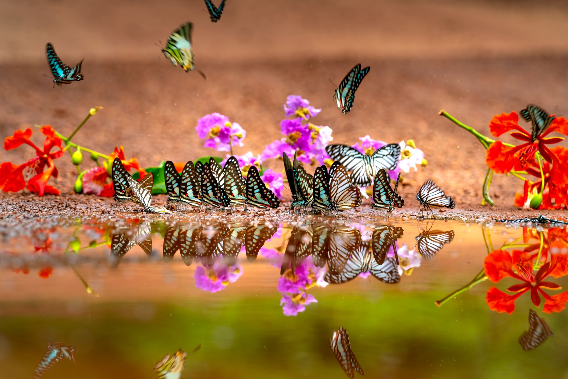 flying butterflies near water