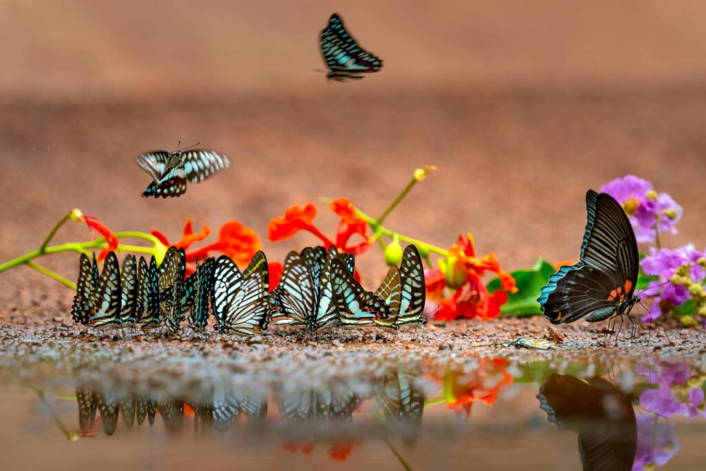 a dozen butterflies hanging out on brown soil near flowers and water
